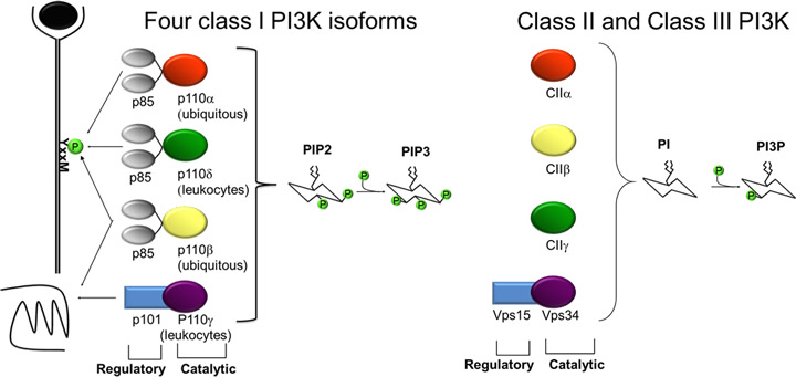 PI3K isoforms