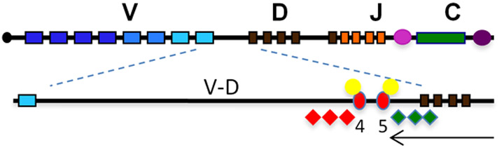 intergenic region insulators