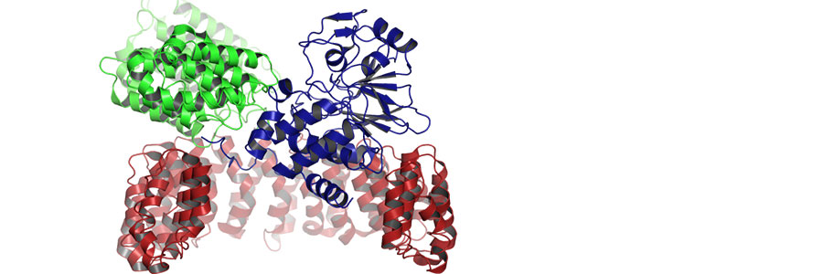 New insights into control of core cell regulator