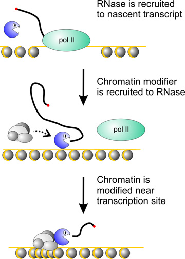 Proposed mechanism for recruitment of chromatin