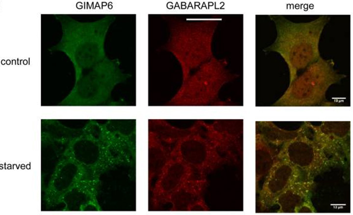 Protein-protein interactions of the GIMAP GTPases