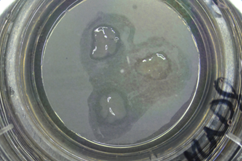 Cells