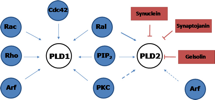 Regulation of PLDs