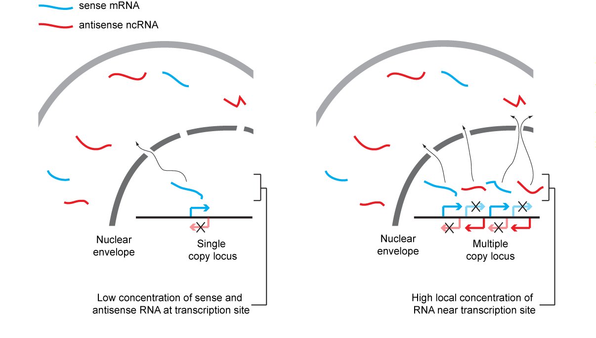 RNAi figure