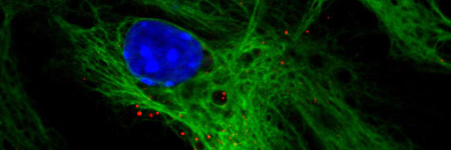 Bioscience Lite - current developments in stem cell research
