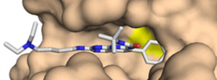 Babraham research identifies a new target that may keep tumours in check