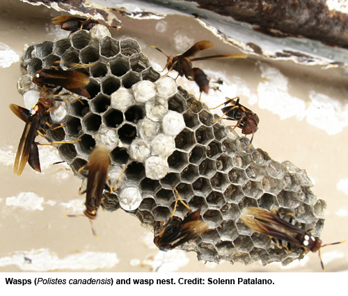 Paper wasps and wasp nest