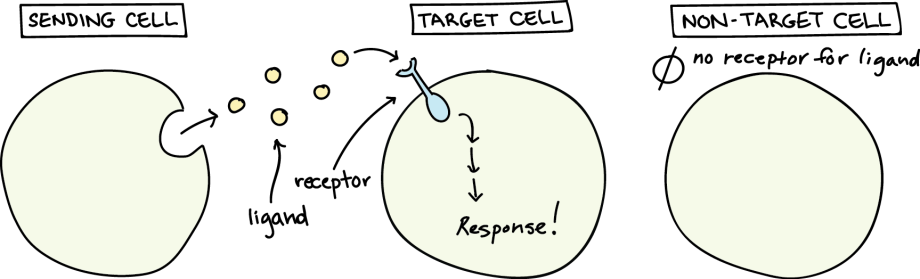 Cell signalling