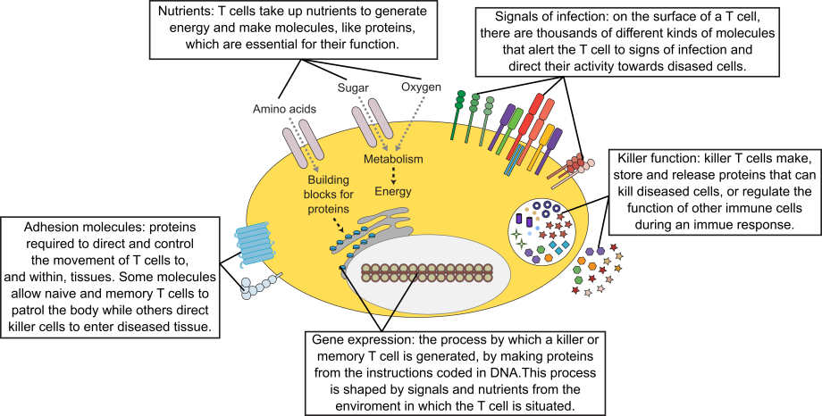 Molecular processes that underpin how T cells function in our bodies to fight disease