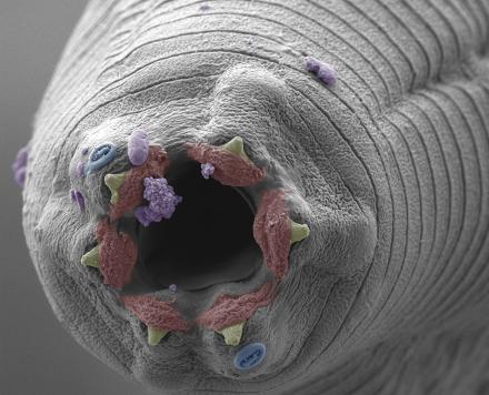 C. elegans image prize 2021