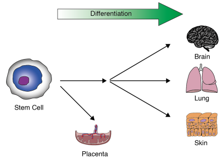 Graphical representation of the process of differentiation