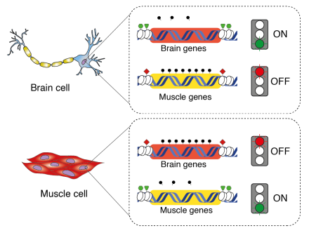Artistic representation of how different genes are 'switched on' in different cell types