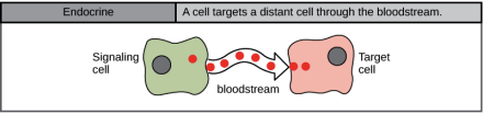 Endocrine signalling