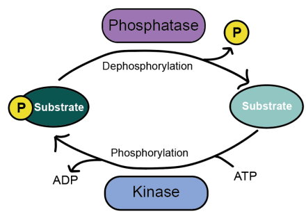 Schematic of substrate dephosphorylation by protein phosphatases and substrate phosphorylation by protein kinases 
