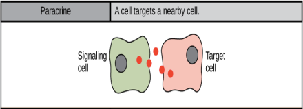 Paracrine signalling