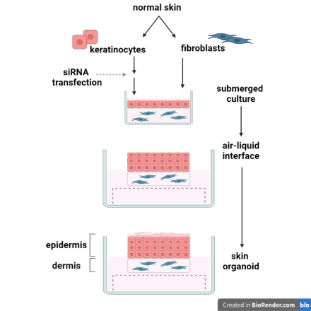 Skin organoid culture method schematic