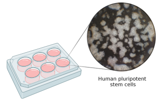 Human embryonic stem cells in culture