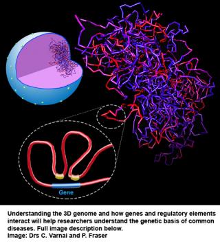 Understanding the genome's connections in 3D