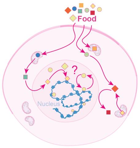 Nuclear  Metabolism and Diet